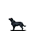 blackdog.png