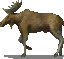 moose.png