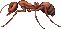 fire_ant.png