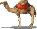 camel.png