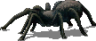 hunter_spider.png