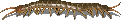 omukade.png