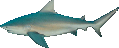 shark.png